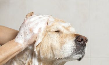How to keep dogs calm at bathtime